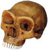 Neandertal Skull